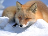 Red Fox Vulpes vulpes laying snow