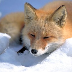 Red Fox Vulpes vulpes laying snow