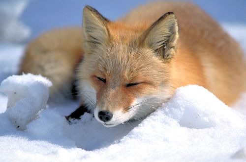 Red Fox Vulpes vulpes laying snow