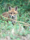 Red Fox Vulpes vulpes pup