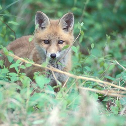 Red Fox Vulpes vulpes pup