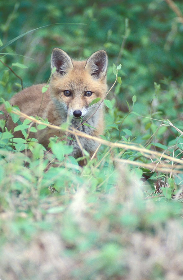 Red Fox Vulpes vulpes pup