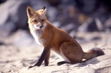 Fox Galleries