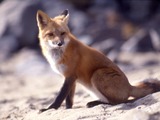 Red Fox Vulpes vulpes sitting