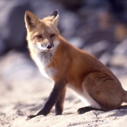 Red Fox Vulpes vulpes sitting