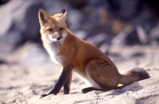 Red Fox Vulpes vulpes sitting