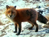 Red Fox Vulpes vulpes standing snow