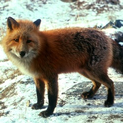 Red Fox Vulpes vulpes standing snow