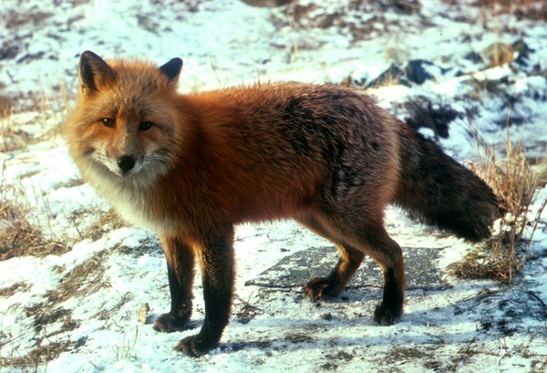 Red Fox Vulpes vulpes standing snow