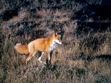 Red Fox Vulpes vulpes standing