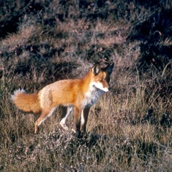 Red Fox Vulpes vulpes standing