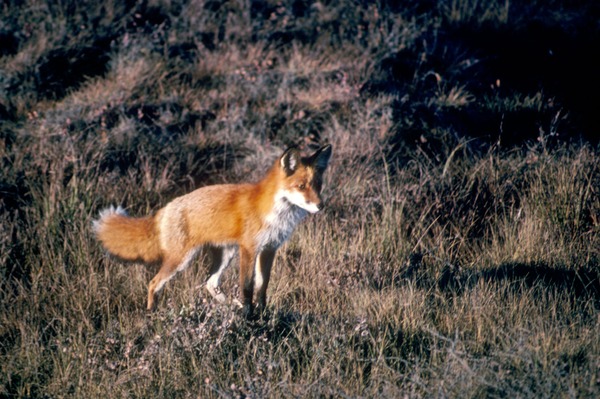 Red Fox Vulpes vulpes standing