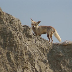 Red Fox arabica foxx