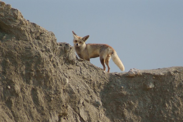 Red Fox arabica foxx