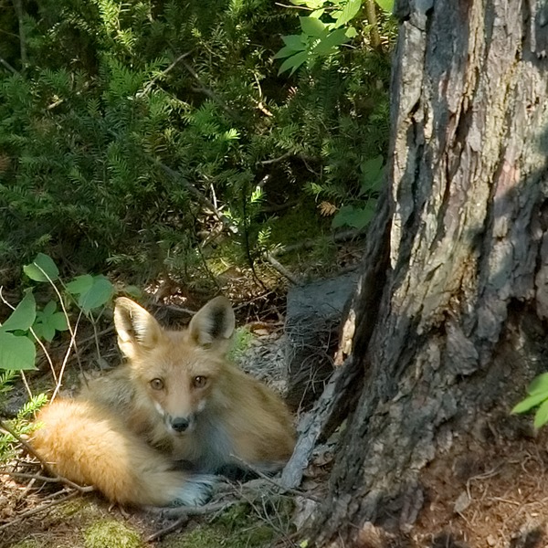 Red Fox awake (Vulpes vulpes)