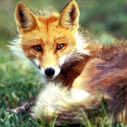 Red Fox coiled up
