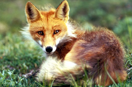 Red Fox coiled up