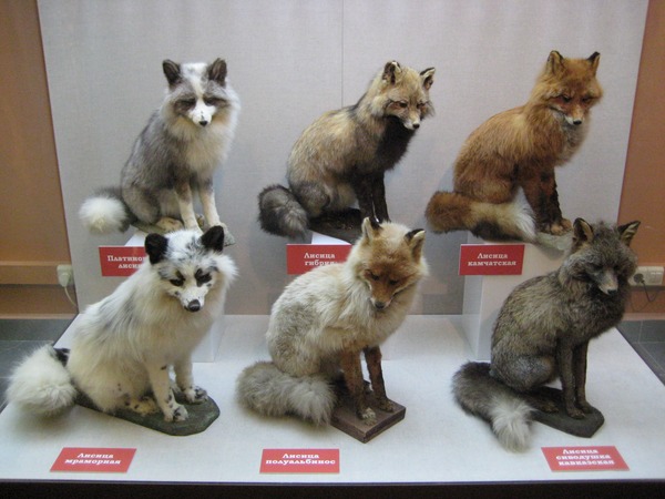Red Fox colour variations