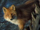 Red Fox eyes Vulpes vulpes shipwreck