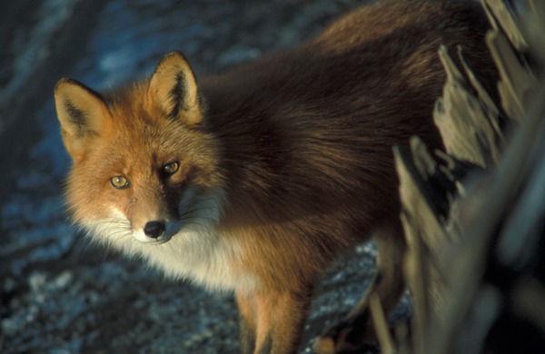 Red Fox eyes Vulpes vulpes shipwreck