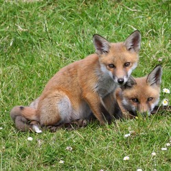Red Fox family couple