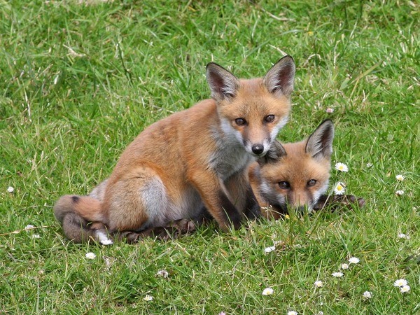Red Fox family couple
