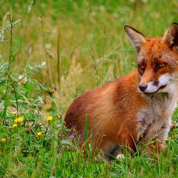 Red Fox grass(Vulpes_vulpes)