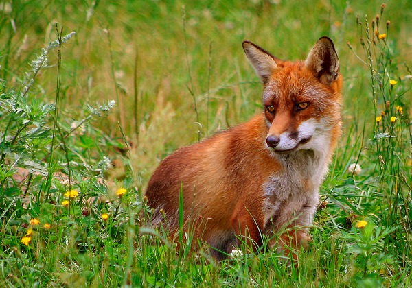 Red Fox grass(Vulpes_vulpes)