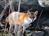 Red Fox hiding Vulpes vulpes