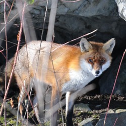 Red Fox hiding Vulpes vulpes