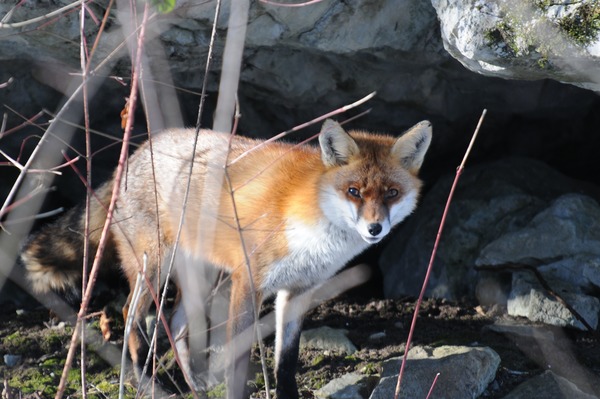 Red Fox hiding Vulpes vulpes