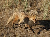 Red Fox hunt grey Squirrel meal