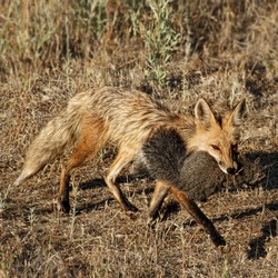 Red Fox hunt grey Squirrel meal