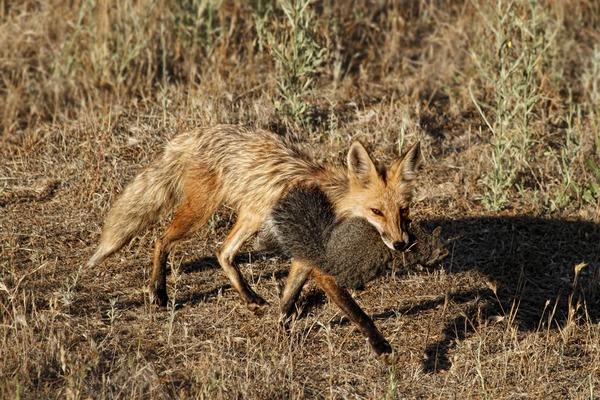 Red Fox hunt grey Squirrel meal