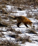 Fox Galleries