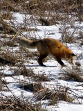 Red Fox hunting foxx