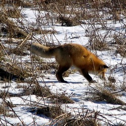 Red Fox hunting foxx