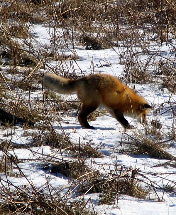 Red Fox hunting foxx