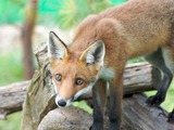 Red Fox log (Vulpes vulpes)