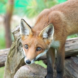 Red Fox log (Vulpes vulpes)