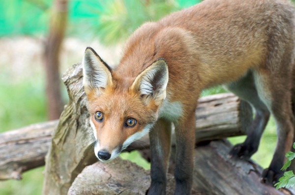 Red Fox log (Vulpes vulpes)