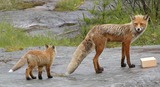 Red Fox Photo Gallery