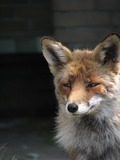 Red Fox portrait vulpes face