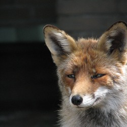 Red Fox portrait vulpes face
