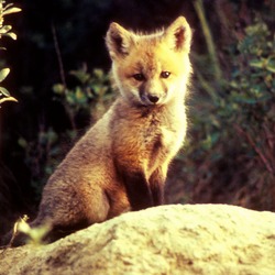 Red Fox pup cub  sitting stone
