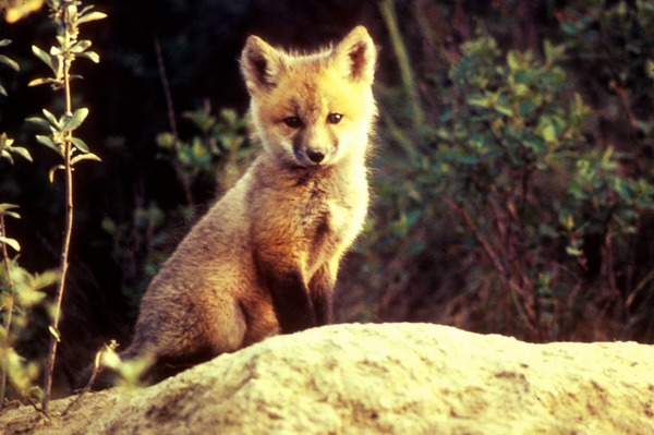 Red Fox pup cub  sitting stone