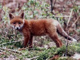 Red Fox pup forest Haute Normandie