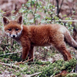 Red Fox pup forest Haute Normandie