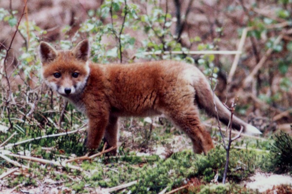 Red Fox pup forest Haute Normandie