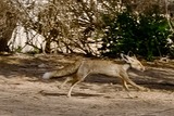 Fox Galleries